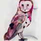Bird Box - 100 Postcards from 10 Artists - Mellow Monkey