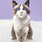 Ragdoll Cat - Freshcut Pop-Up Pet Greeting Cards - Mellow Monkey