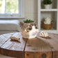 Small Tabby Cat Planter-2.5"H - Mellow Monkey
