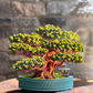 Wisdom Bonsai - Pop-Up Greeting Card - Mellow Monkey