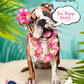 English Bulldog - Freshcut Pop-Up Pet Greeting Cards - Mellow Monkey