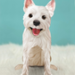 Westie - Freshcut Pop-Up Pet Greeting Cards - Mellow Monkey