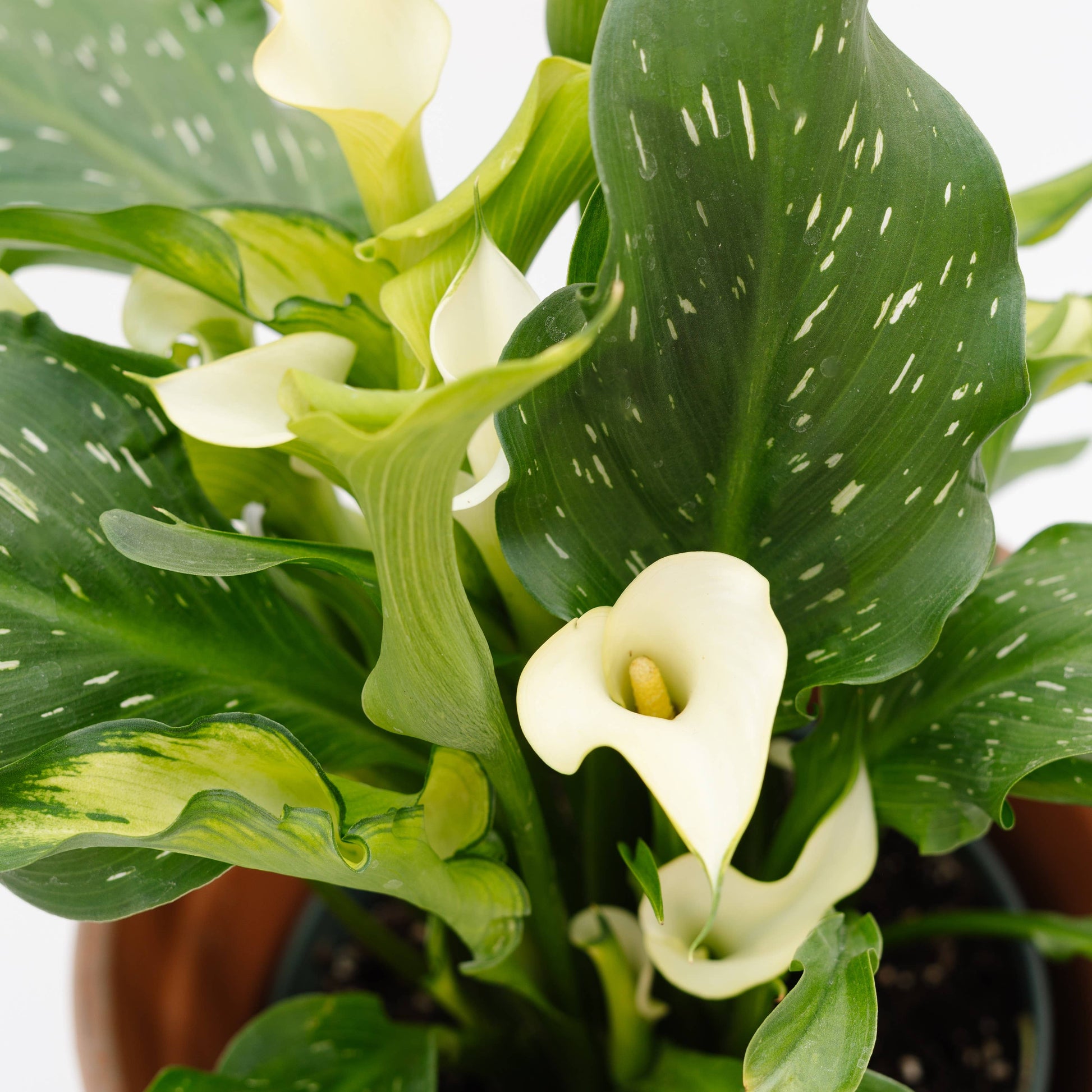 Live Calla Lily Plant - 4-1/2-in Pot (Assorted Colors) - Mellow Monkey