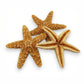 Starfish - Sugar - 2-in to 3-in - Mellow Monkey