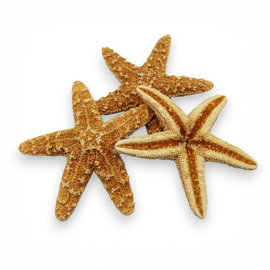 Starfish - Sugar - 2-in to 3-in - Mellow Monkey