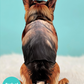 German Shepherd - Freshcut Pop-Up Pet Greeting Cards - Mellow Monkey