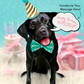 Black Lab - Freshcut Pop-Up Pet Greeting Cards - Mellow Monkey