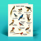 Party Fowl - Birthday Greeting Card