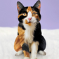 Calico Cat - Freshcut Pop-Up Pet Greeting Cards - Mellow Monkey