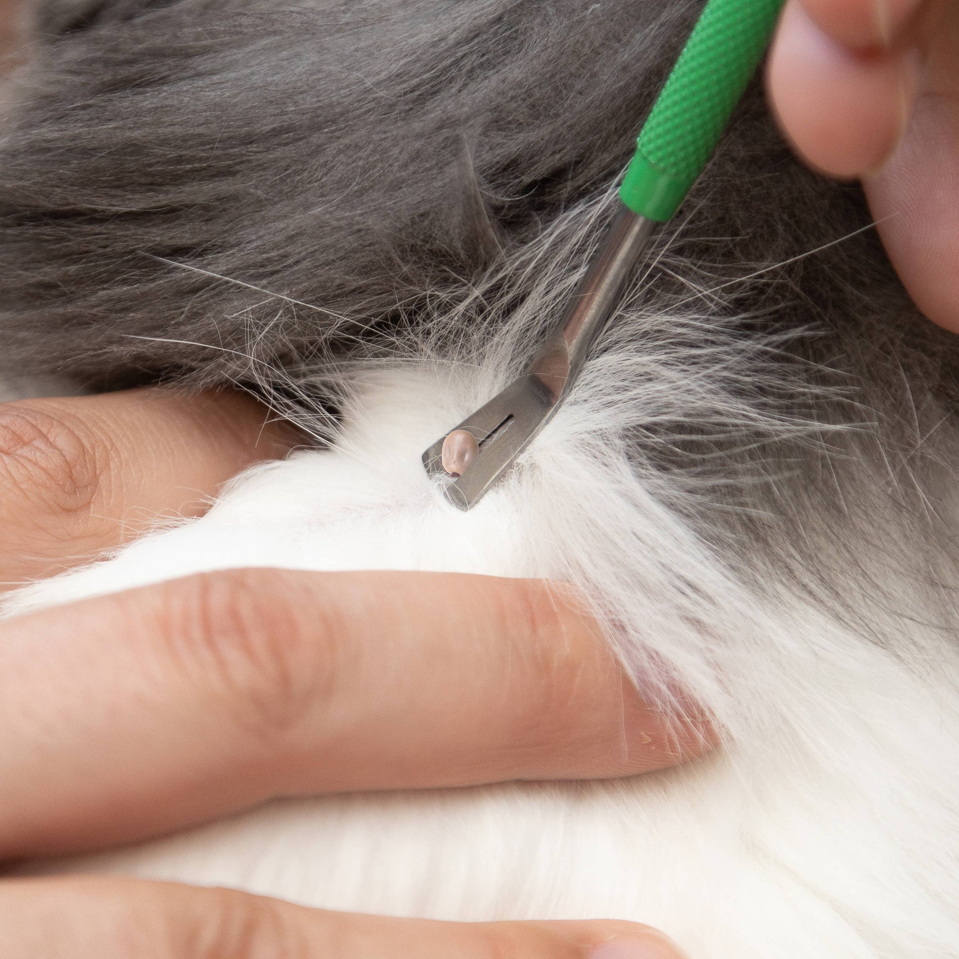 TickCheck Premium Tick Remover Kit - Mellow Monkey