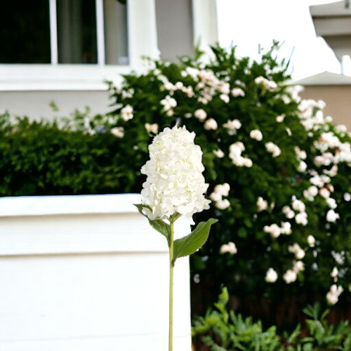 White Hydrangea Flower - 29-in - Mellow Monkey