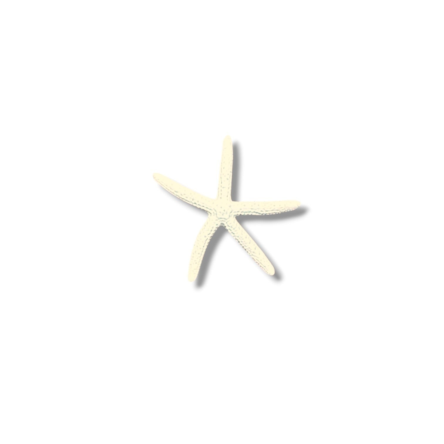 Starfish - Finger Bleached - 1-in - Mellow Monkey