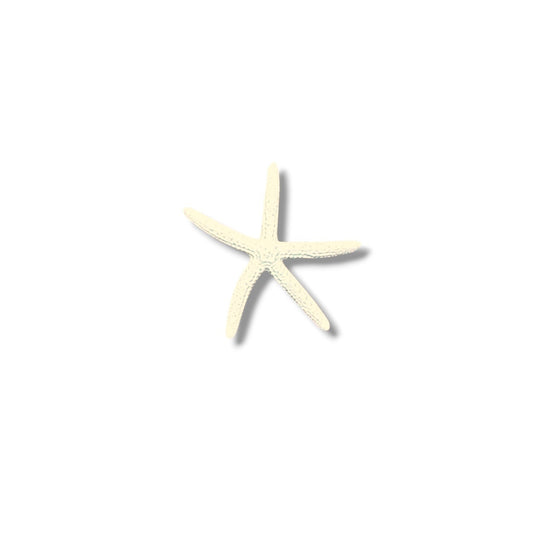 Starfish - Finger Bleached - 1-in - Mellow Monkey