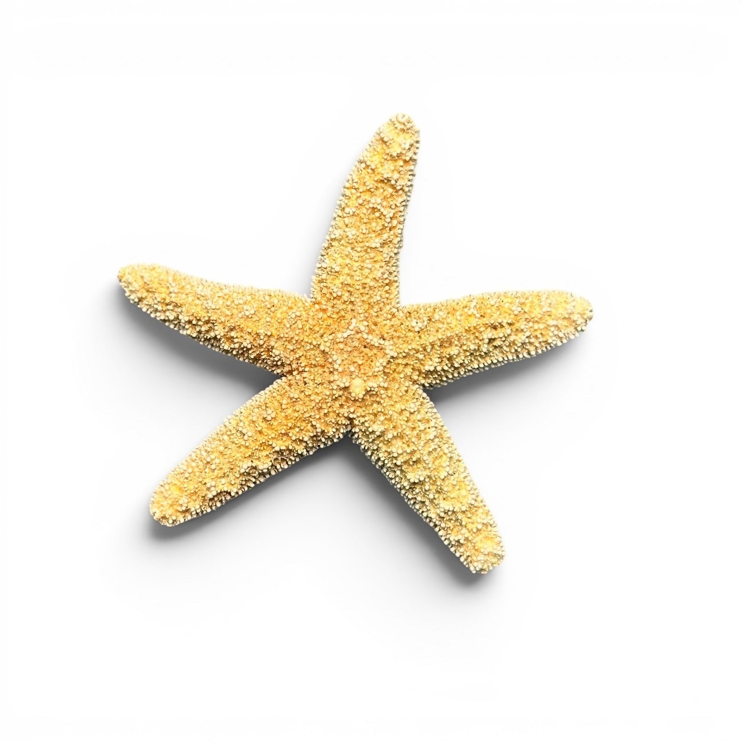 Starfish - Finger Bleached - 2-in to 2-1/2-in - Mellow Monkey