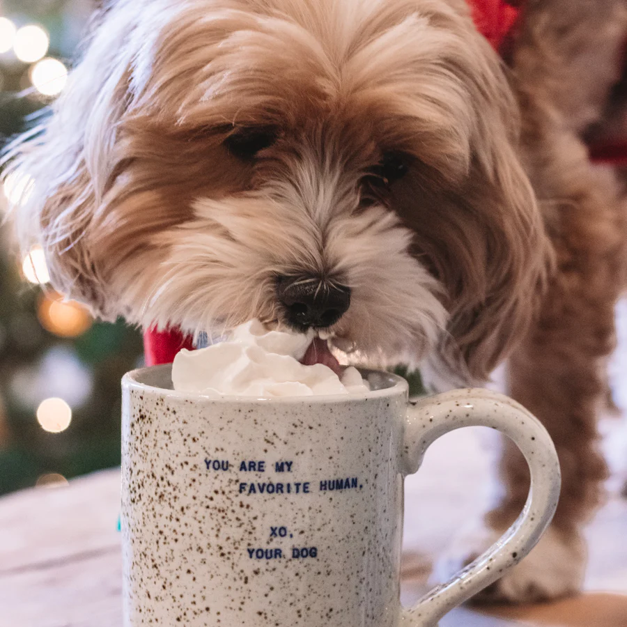 XO Your Dog Mug - You Are My Favorite Human - Mellow Monkey