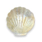 White Capiz Scalloped Clam Shaped Dish - 5-1/2-in - Mellow Monkey