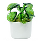 Pilea - Milano Art Glass Plant - 3-in - Mellow Monkey
