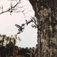 MetalBird - Hummingbird - Mellow Monkey