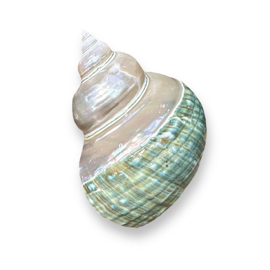 Pearl and Jade Turbo Burgess Shell - 3-in - Mellow Monkey