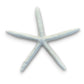Genuine Finger Starfish - XXXL - 10-12-in - Mellow Monkey