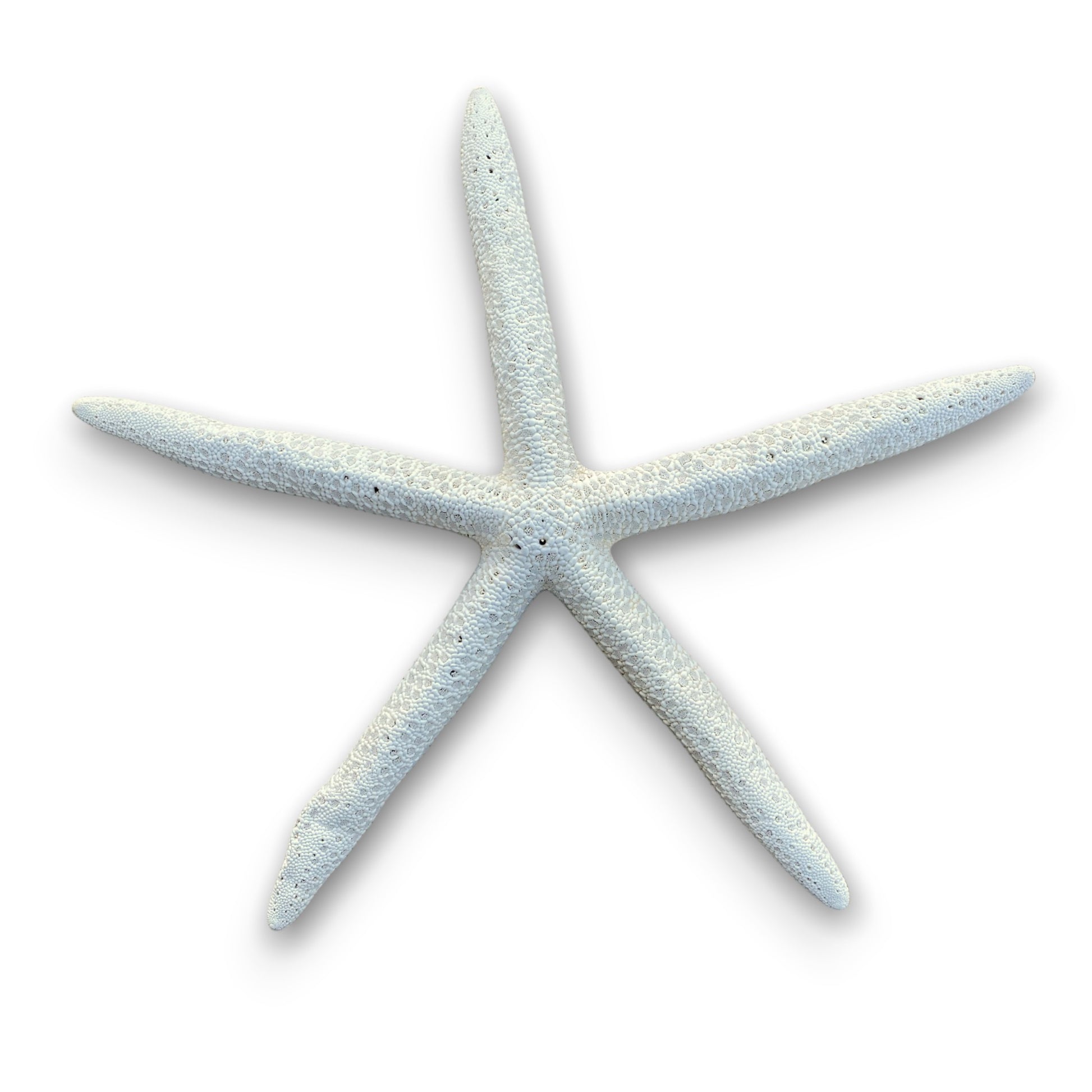 Genuine Finger Starfish - XXXL - 10-12-in - Mellow Monkey