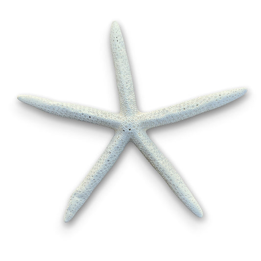 Genuine Finger Starfish - XXXL - 10-12-in - Mellow Monkey