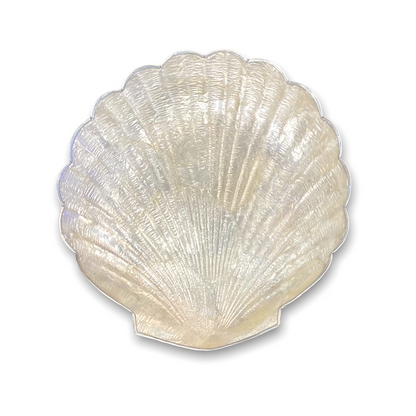 White Capiz Scallop Shell Shaped Dish with Silver Metal Edge - Mellow Monkey