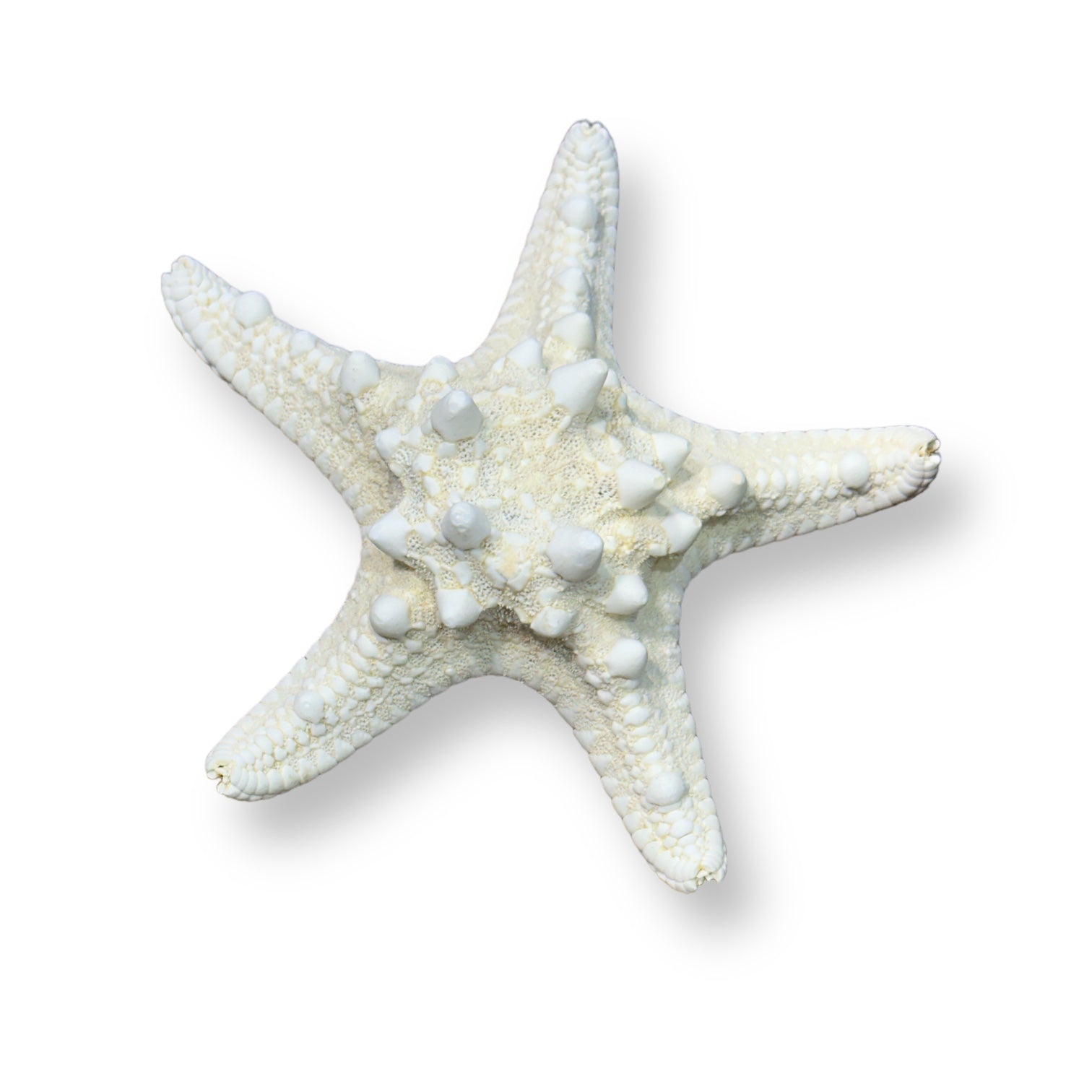 Genuine Mud Starfish - 4 to 5-in - Mellow Monkey