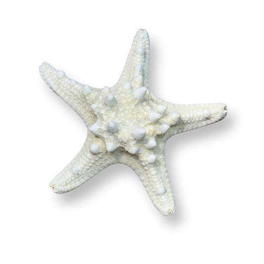 Genuine Mud Starfish - 2 to 5-in - Mellow Monkey