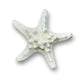 Genuine Mud Starfish - 2 to 5-in - Mellow Monkey