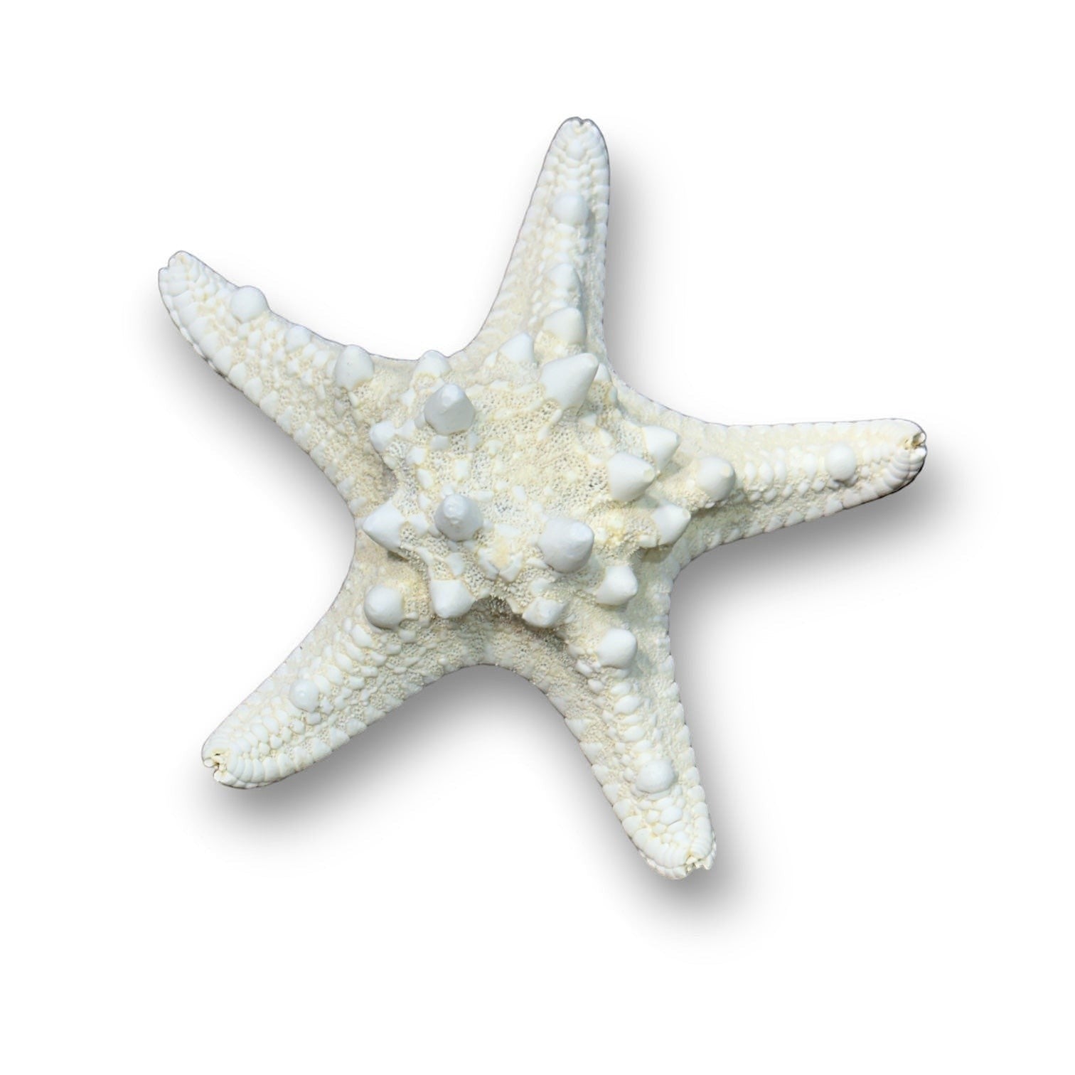 Genuine Mud Starfish - 2 to 5-in - Mellow Monkey