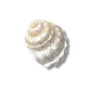 Pearlized Astrea Endosa Seashell- 3-1/2-in x 4-in