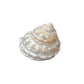 Pearlized Astrea Endosa Seashell- 3-1/2-in x 4-in