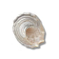 Pearlized Astrea Endosa Seashell- 3-1/2-in x 4-in