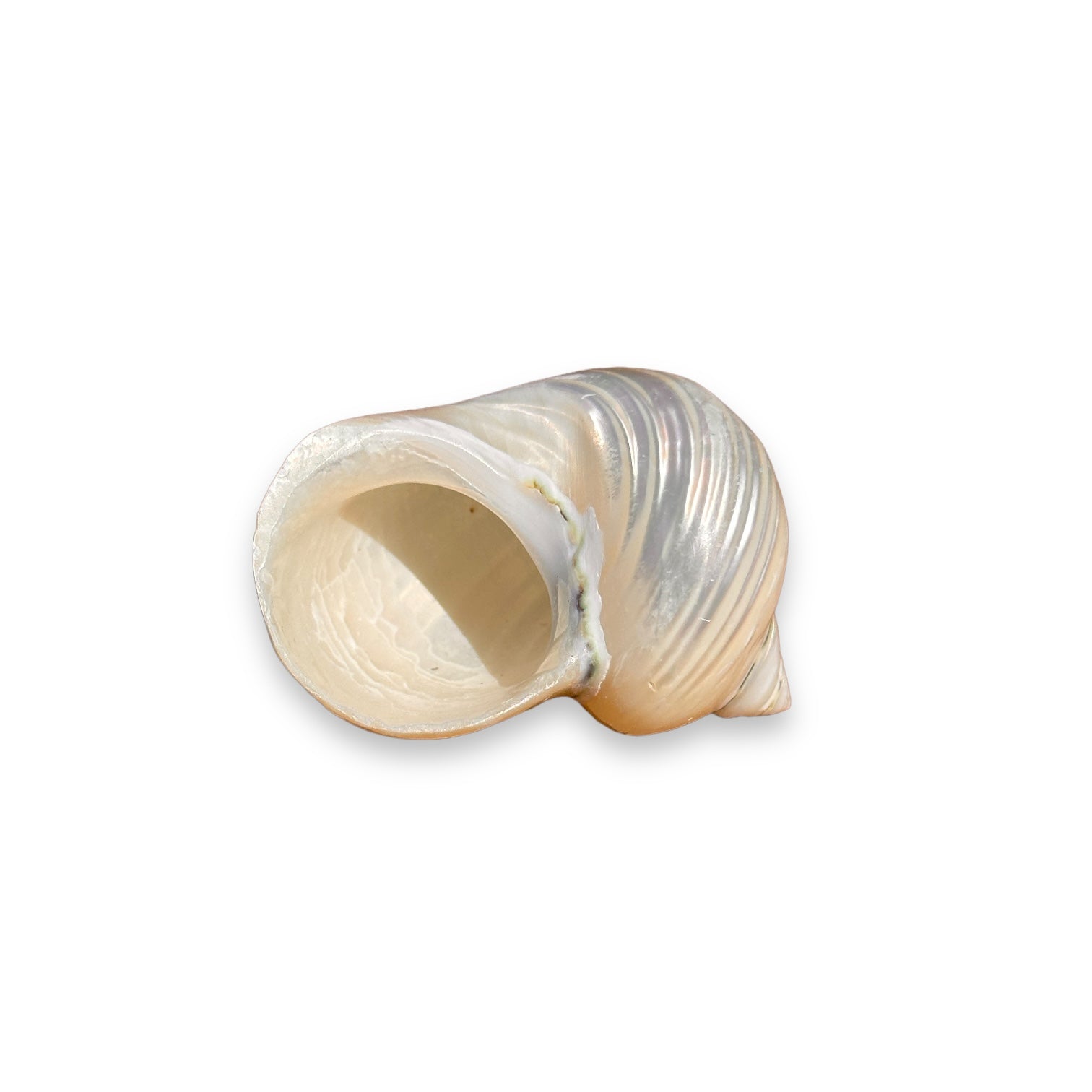 Turbo Pearlized Silver Mouth Seashell - 2.5" x 3" - Mellow Monkey