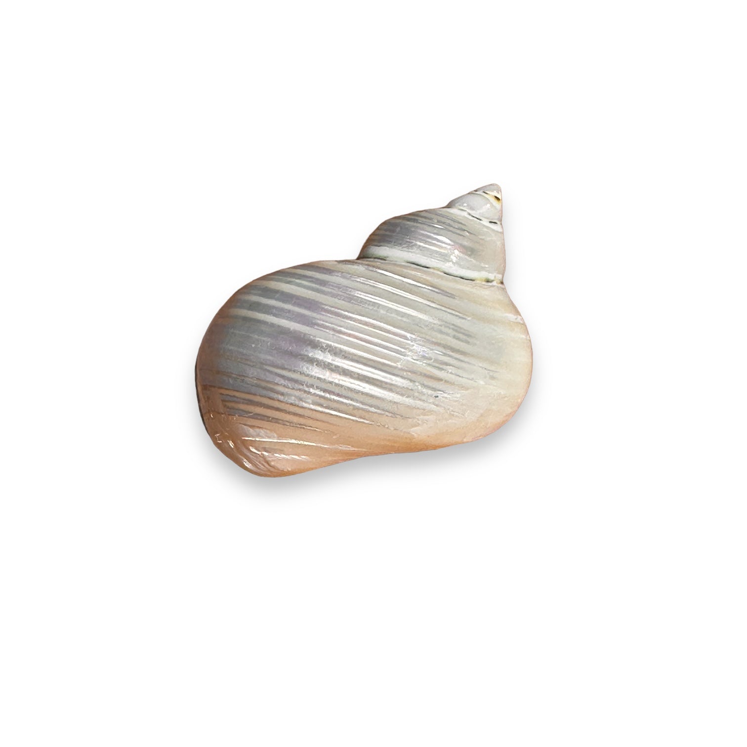 Turbo Pearlized Silver Mouth Seashell - 2.5" x 3" - Mellow Monkey