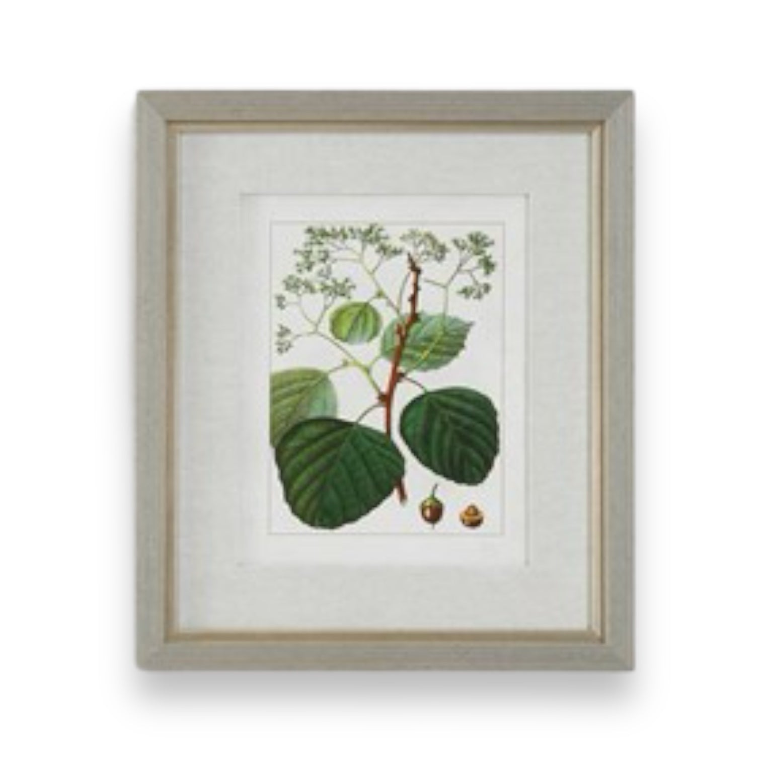 Framed Antique Botanical Print - 20-in - Mellow Monkey