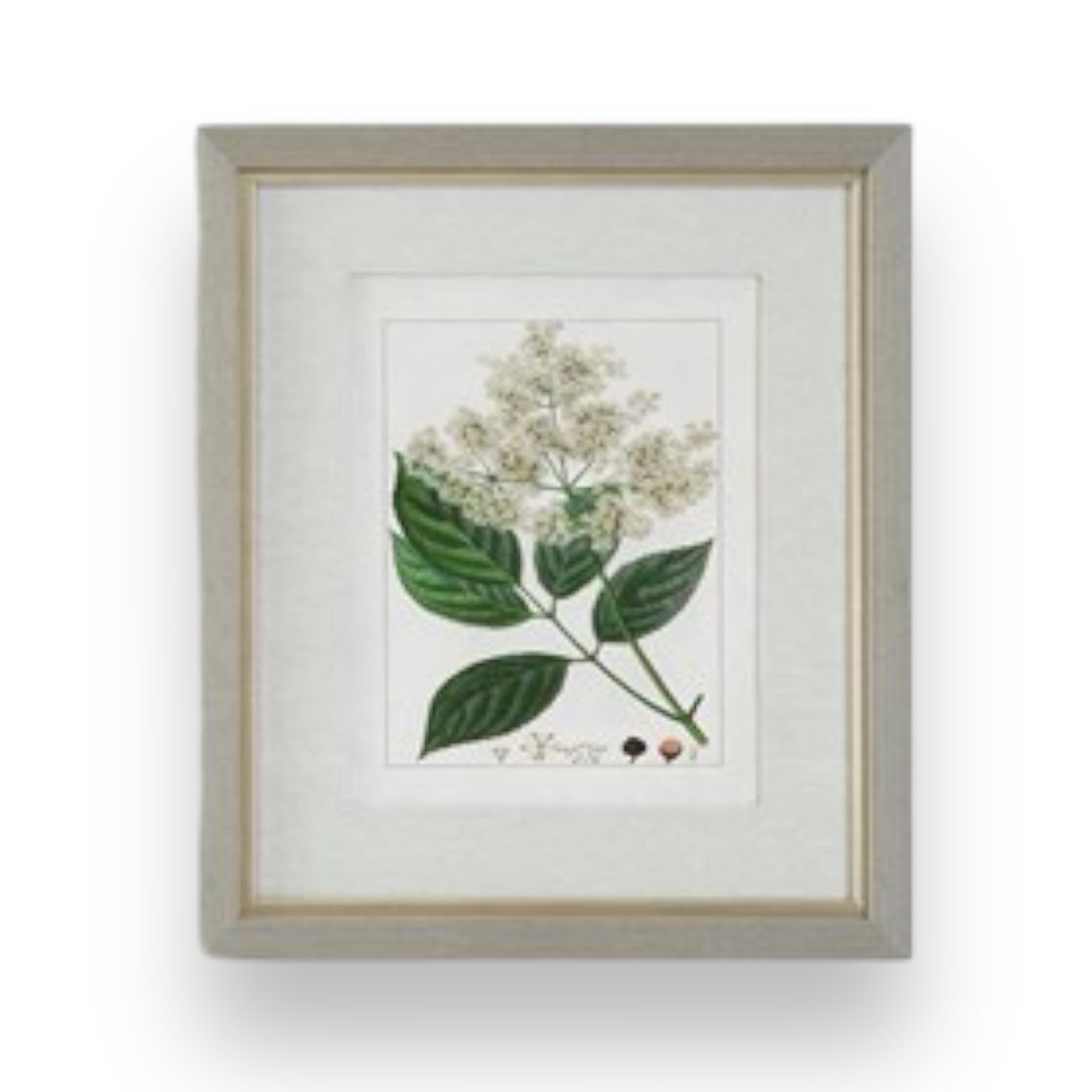 Framed Antique Botanical Print - 20-in - Mellow Monkey