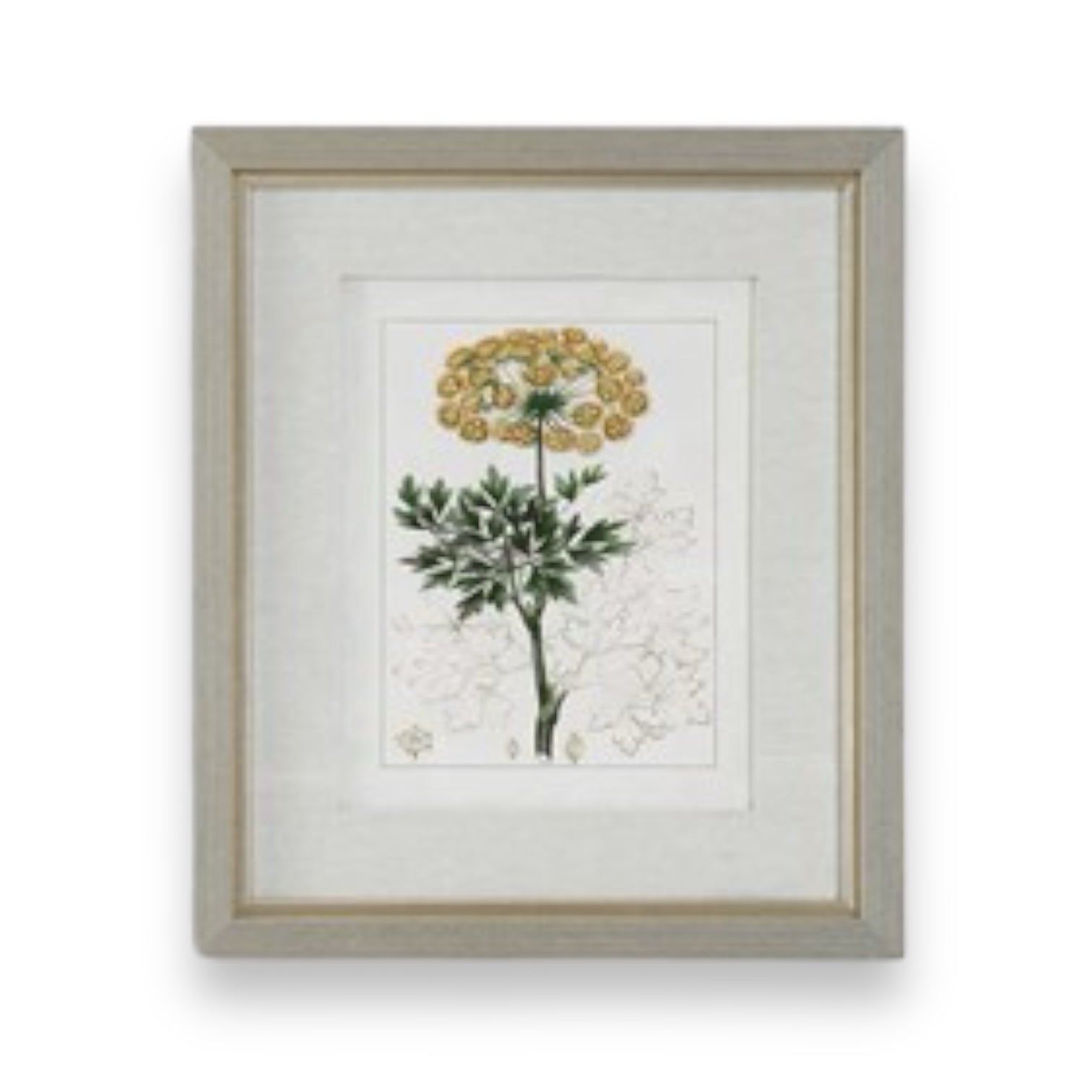 Framed Antique Botanical Print - 20-in - Mellow Monkey