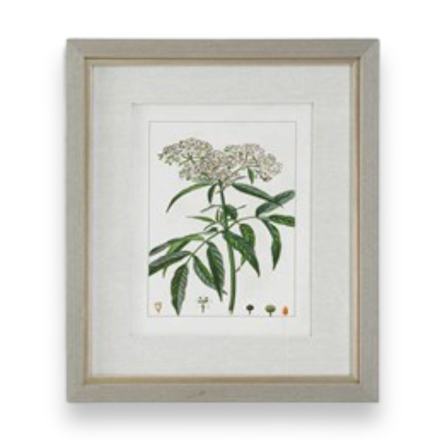 Framed Antique Botanical Print - 20-in - Mellow Monkey