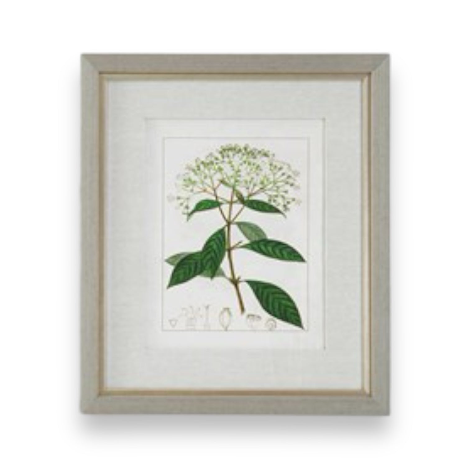 Framed Antique Botanical Print - 20-in - Mellow Monkey