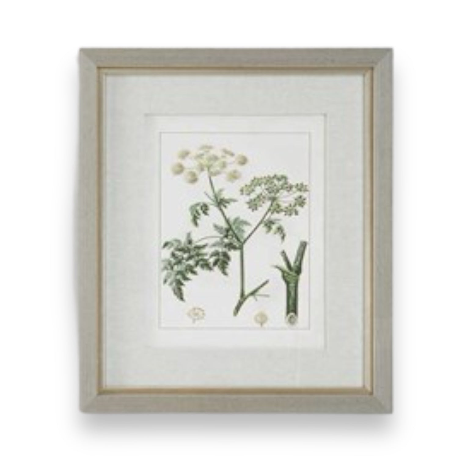 Framed Antique Botanical Print - 20-in - Mellow Monkey