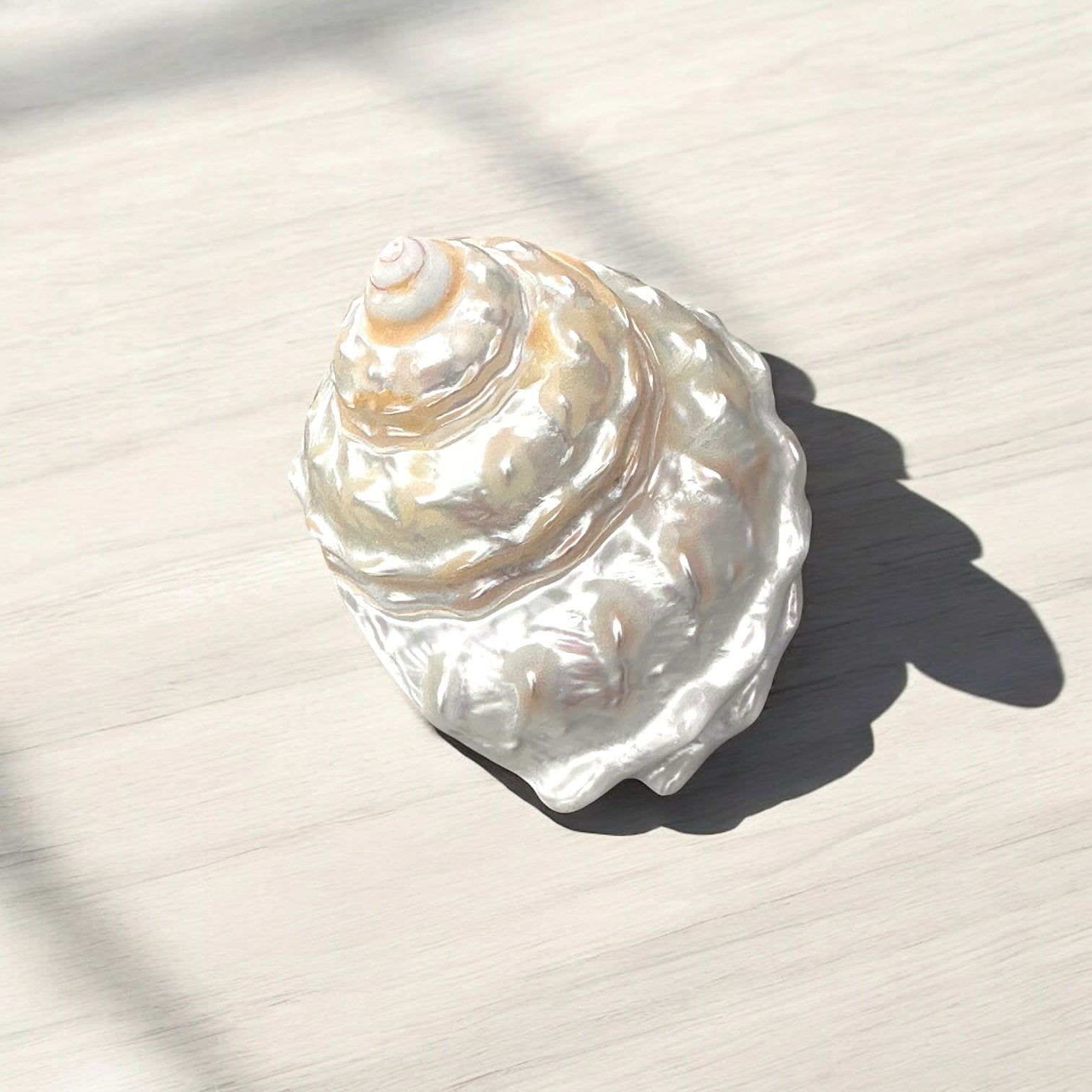 Pearlized Astrea Undosa Seashell- 3.5" x 4" - Mellow Monkey