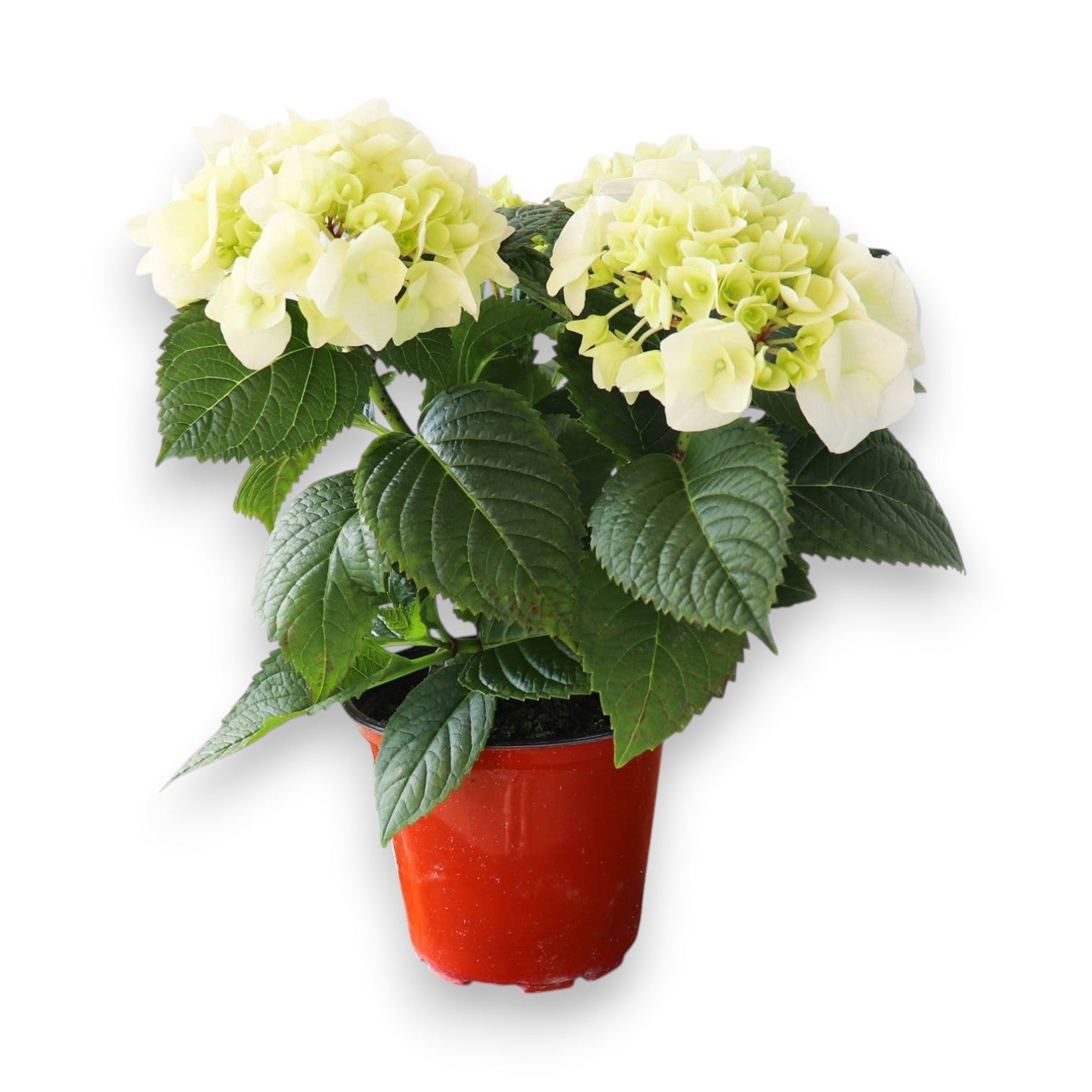 Live Hydrangea Plant - 4-1/2-in Pot - White - Mellow Monkey