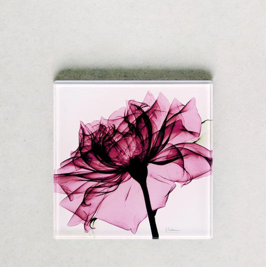 Big Pink Blossom - X-Ray Floral Art Coaster by Albert Koetsier - Mellow Monkey