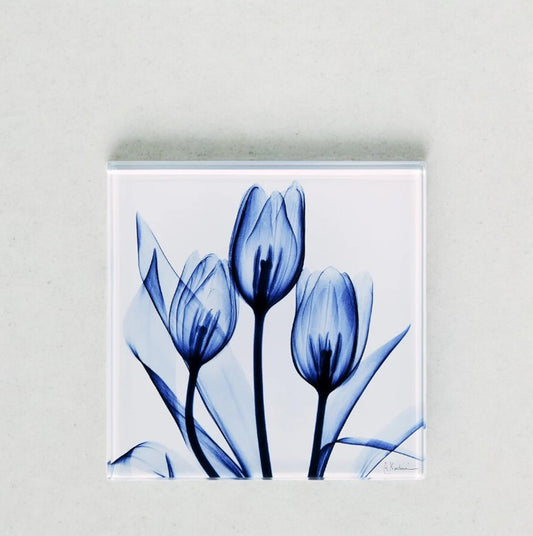 Blue Tulip Trio - X-Ray Floral Art Coaster by Albert Koetsier - Mellow Monkey