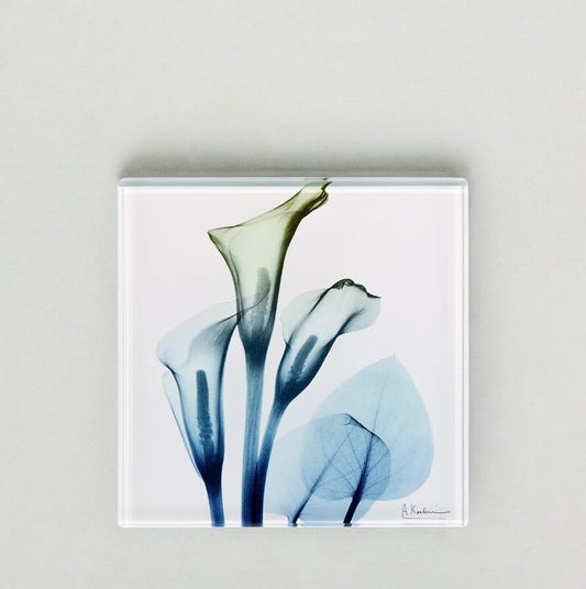 Calla Lily Trio - X-Ray Floral Art Coaster by Albert Koetsier - Mellow Monkey