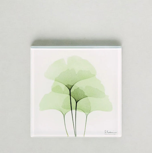 Gingko Leaves - X-Ray Floral Art Coaster by Albert Koetsier - Mellow Monkey