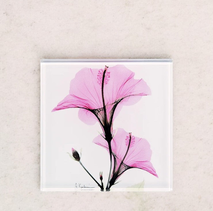 Pink Hibiscus - X-Ray Floral Art Coaster by Albert Koetsier - Mellow Monkey