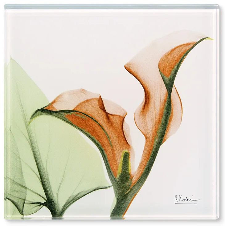 Orange Lily - X-Ray Floral Art Coaster by Albert Koetsier - Mellow Monkey